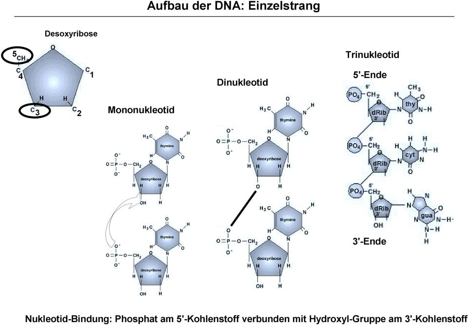 Mononukleotid 3'-Ende Nukleotid-Bindung: Phosphat