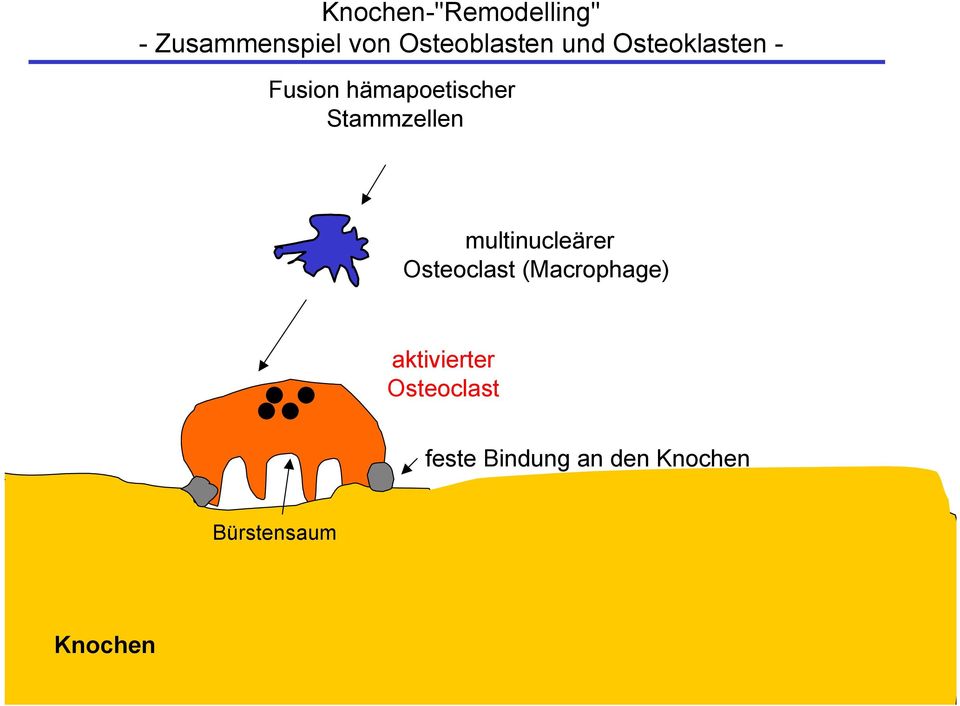 multinucleärer Osteoclast (Macrophage) aktivierter