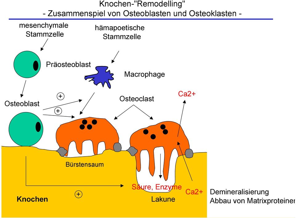 Präosteoblast Macrophage Osteoblast + Ca2+ Osteoclast + Bürstensaum