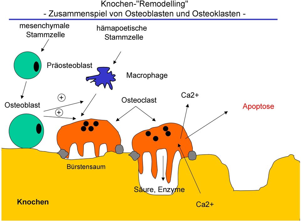 Stammzelle Präosteoblast Macrophage Osteoblast + +