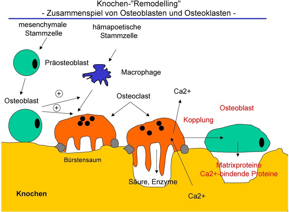 Präosteoblast Macrophage Osteoblast + + Osteoclast Ca2+ Osteoblast