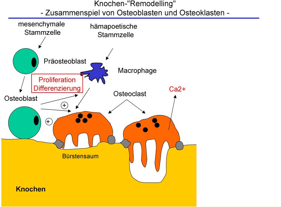 Stammzelle Osteoblast Präosteoblast Proliferation