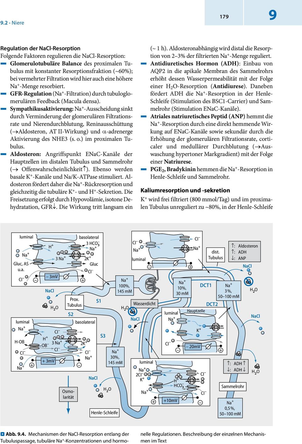 4 Sympathikusaktivierung: -Ausscheidung sinkt durch Verminderung der glomerulären Filtrationsrate und Nierendurchblutung, Reninausschüttung ( Aldosteron, AT II-Wirkung) und α-adrenerge Aktivierung