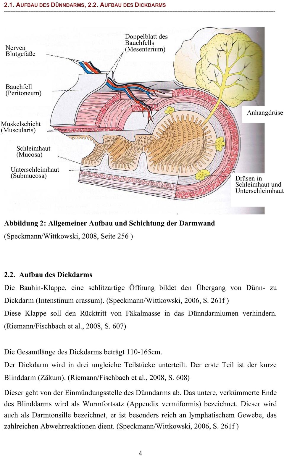 Bauchfells (Mesenterium) Bauchfell (Peritoneum) Muskelschicht (Muscularis) Anhangdrüse Schleimhaut (Mucosa) Unterschleimhaut (Submucosa) Drüsen in Schleimhaut und Unterschleimhaut Abbildung 2: