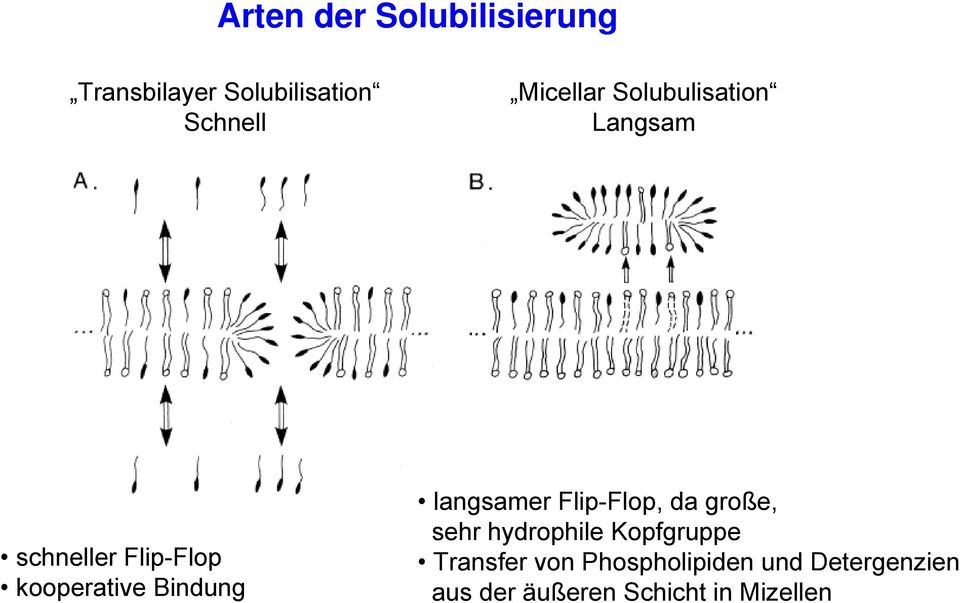 Bindung langsamer Flip-Flop, da große, sehr hydrophile Kopfgruppe