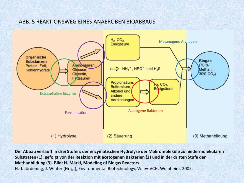 Substraten (1), gefolgt von der Reaktion mit acetogenen Bakterien (2) und in der dritten Stufe der Methanbildung (3).