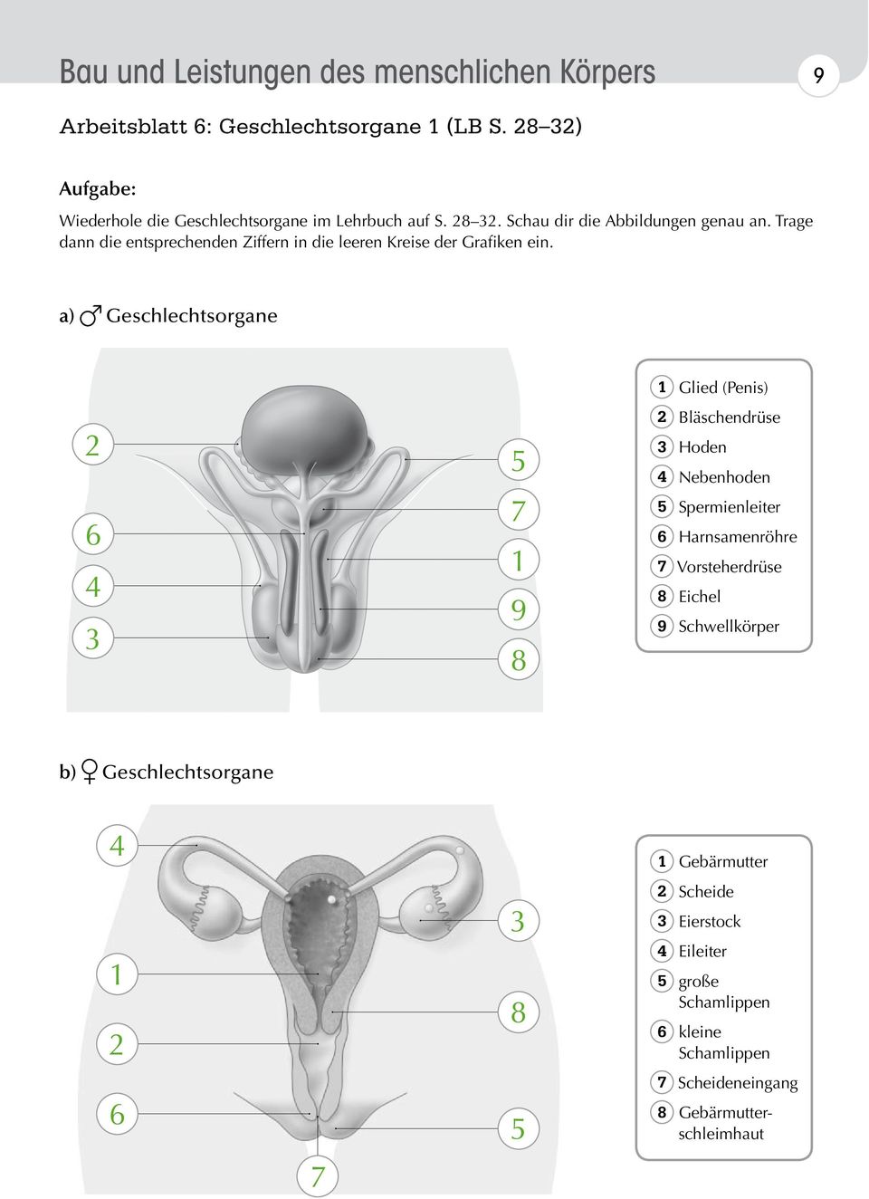 a) Geschlechtsorgane 2 6 4 3 5 7 1 9 8 1 Glied (Penis) 2 Bläschendrüse 3 Hoden 4 Nebenhoden 5 Spermienleiter 6 Harnsamenröhre 7 Vorsteherdrüse 8