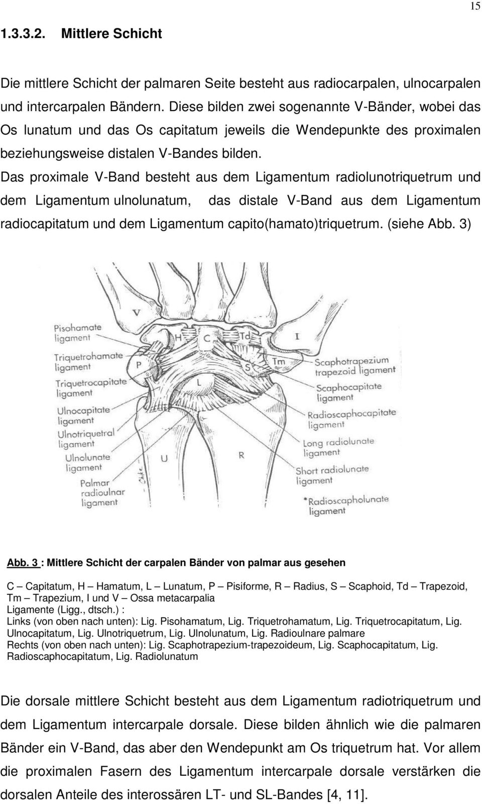 Das proximale V-Band besteht aus dem Ligamentum radiolunotriquetrum und dem Ligamentum ulnolunatum, das distale V-Band aus dem Ligamentum radiocapitatum und dem Ligamentum capito(hamato)triquetrum.