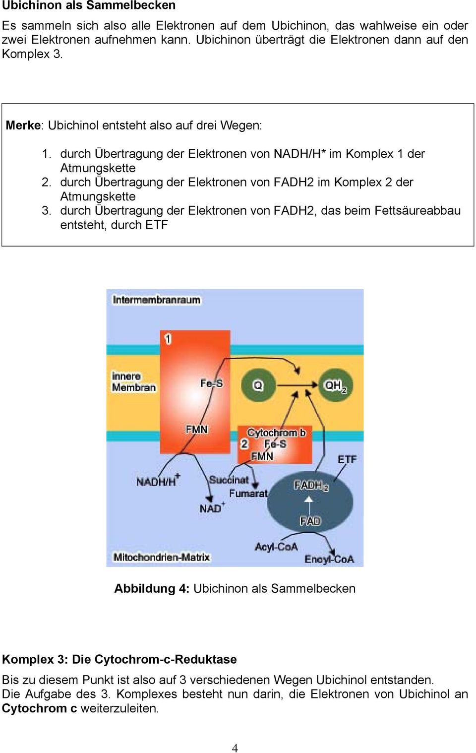 durch Übertragung der Elektronen von FADH2 im Komplex 2 der Atmungskette 3.