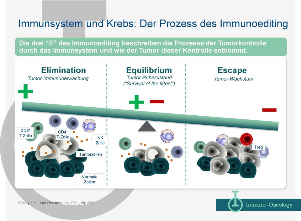 Elimination Tumor-Immunüberwachung Equilibrium Tumor-Ruhezustand ( Survival of the fittest ) Escape