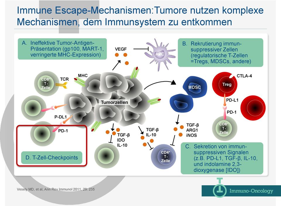 Rekrutierung immunsuppressiver Zellen (regulatorische T-Zellen =Tregs, MDSCs, andere) CD8 + T- Zelle TCR MHC MDSC Treg CTLA-4 Tumorzellen PD-L1 P-DL1