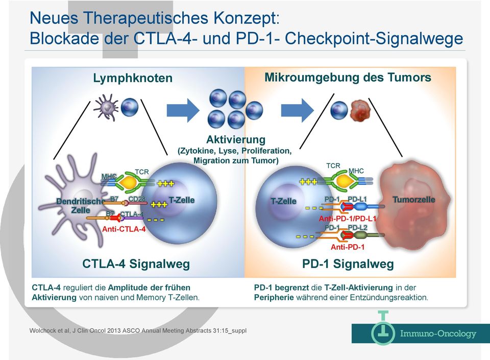 PD-L1 Anti-PD-1/PD-L1 PD-1 PD-L2 Anti-PD-1 PD-1 Signalweg Tumorzelle CTLA-4 reguliert die Amplitude der frühen Aktivierung von naiven und Memory T-Zellen.