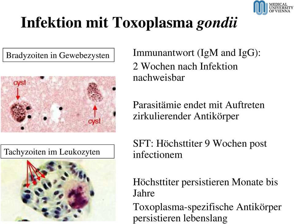 Antikörper Tachyzoiten im Leukozyten SFT: Höchsttiter 9 Wochen post infectionem