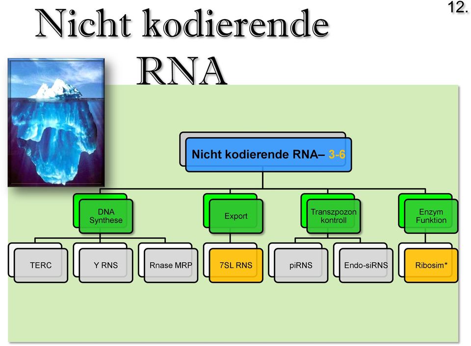 Synthese Export Transzpozon kontroll