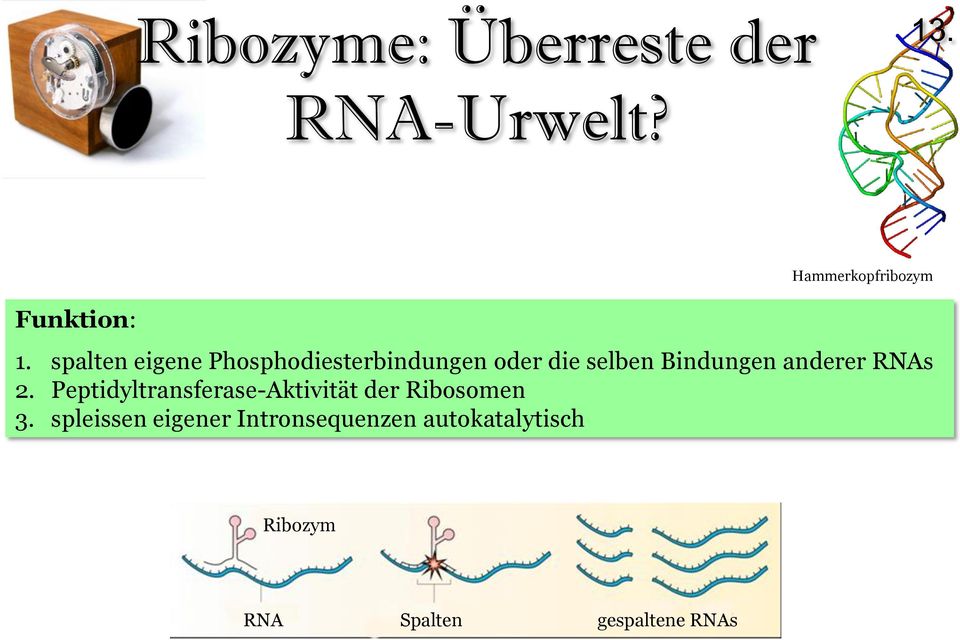 anderer RNAs 2. Peptidyltransferase-Aktivität der Ribosomen 3.
