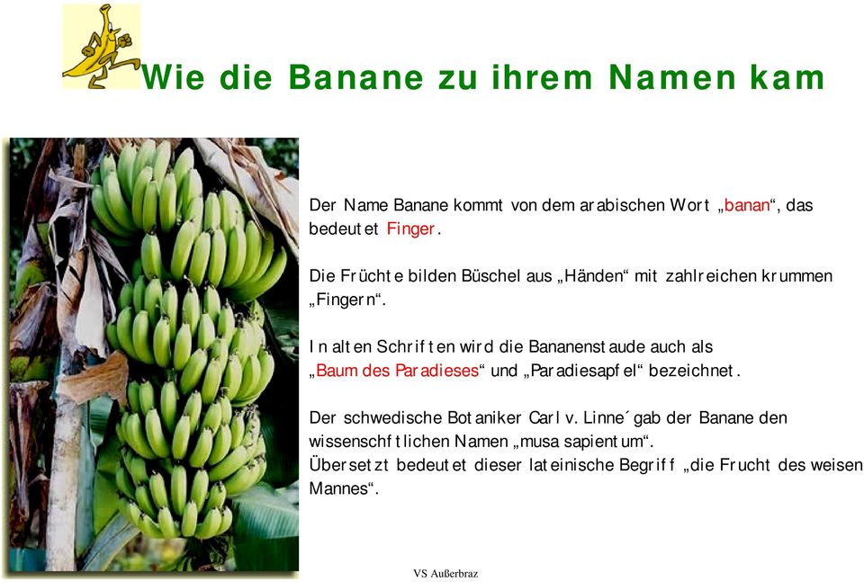 In alten Schriften wird die Bananenstaude auch als Baum des Paradieses und Paradiesapfel bezeichnet.