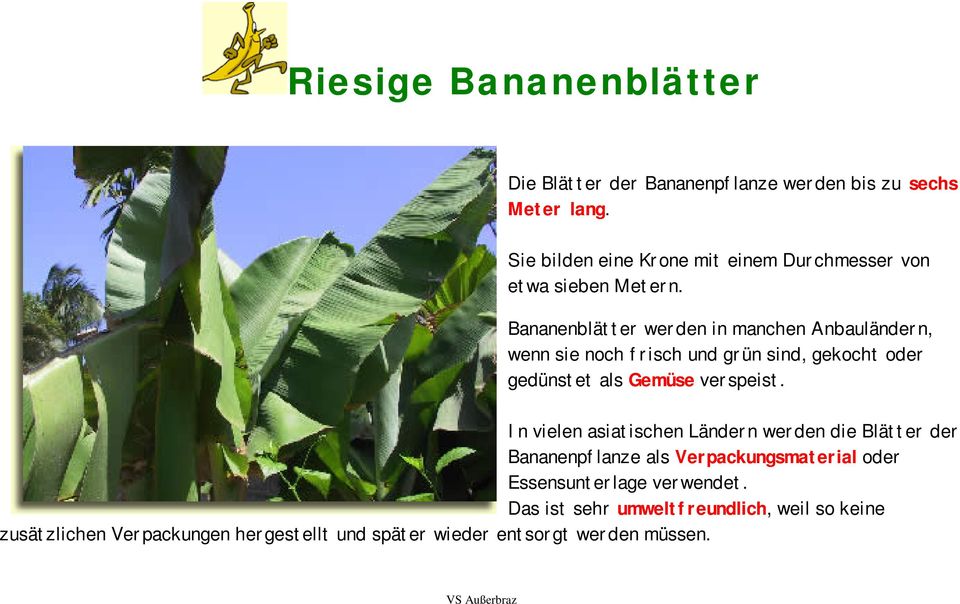 Bananenblätter werden in manchen Anbauländern, wenn sie noch frisch und grün sind, gekocht oder gedünstet als Gemüse verspeist.