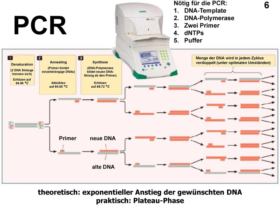 Abkühlen auf 60-65 ºC Synthese (DNA-Polymerase bildet neuen DNA- Strang ab den Primer) Erhitzen auf 68-72 ºC Menge der DNA