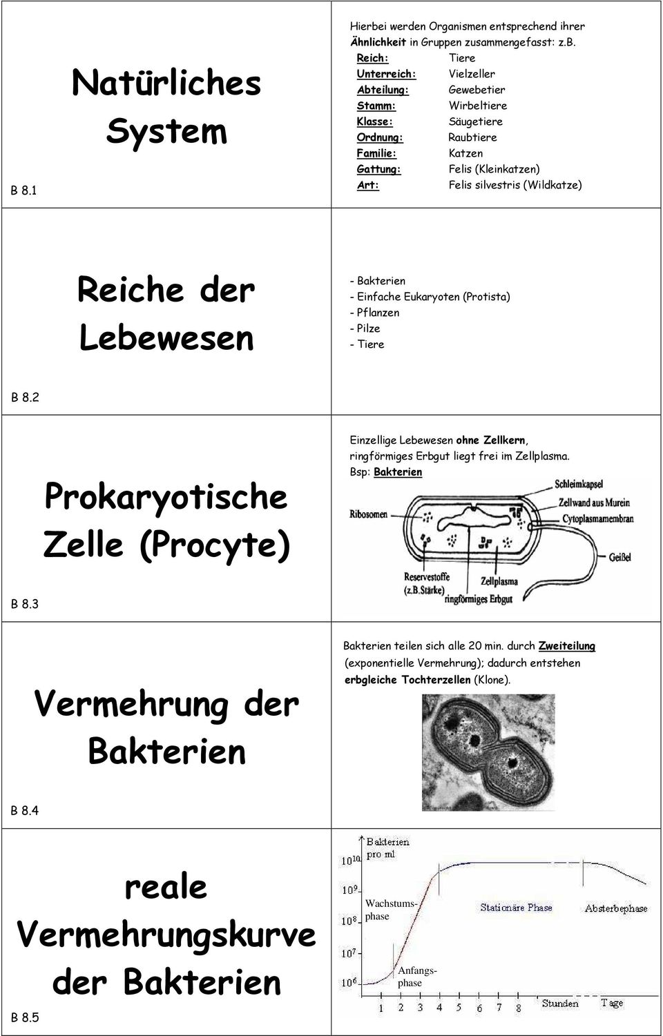 Reich: Tiere Unterreich: Vielzeller Abteilung: Gewebetier Stamm: Wirbeltiere Klasse: Säugetiere Ordnung: Raubtiere Familie: Katzen Gattung: Felis (Kleinkatzen) Art: Felis silvestris (Wildkatze)