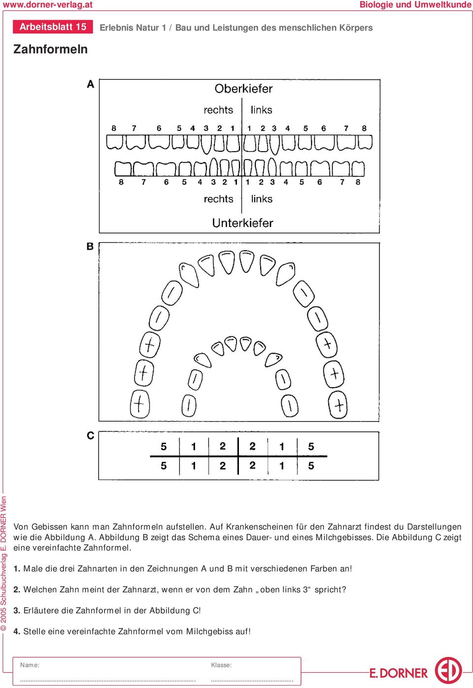 Abbildung B zeigt das Schema eines Dauer- und eines Milchgebisses. Die Abbildung C zeigt eine vereinfachte Zahnformel.