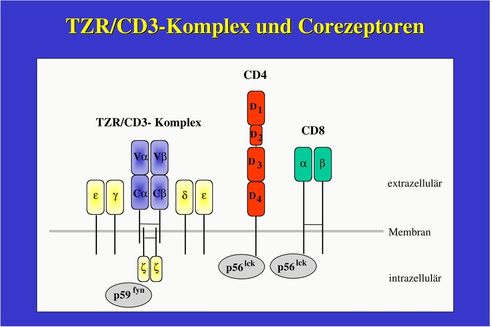 β ε γ Cα Cβ δ ε D 4 extrazellulär