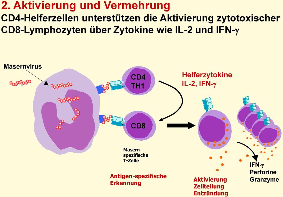 CD4 TH1 Helferzytokine IL-2, IFN-g CD8 Masern spezifische T-Zelle