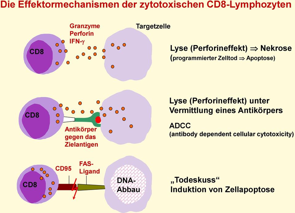 gegen das Zielantigen Lyse (Perforineffekt) unter Vermittlung eines Antikörpers ADCC
