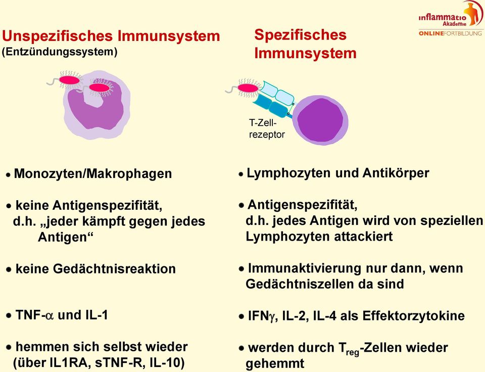 jeder kämpft gegen jedes Antigen keine Gedächtnisreaktion TNF-a und IL-1 hemmen sich selbst wieder (über IL1RA, stnf-r, IL-10)