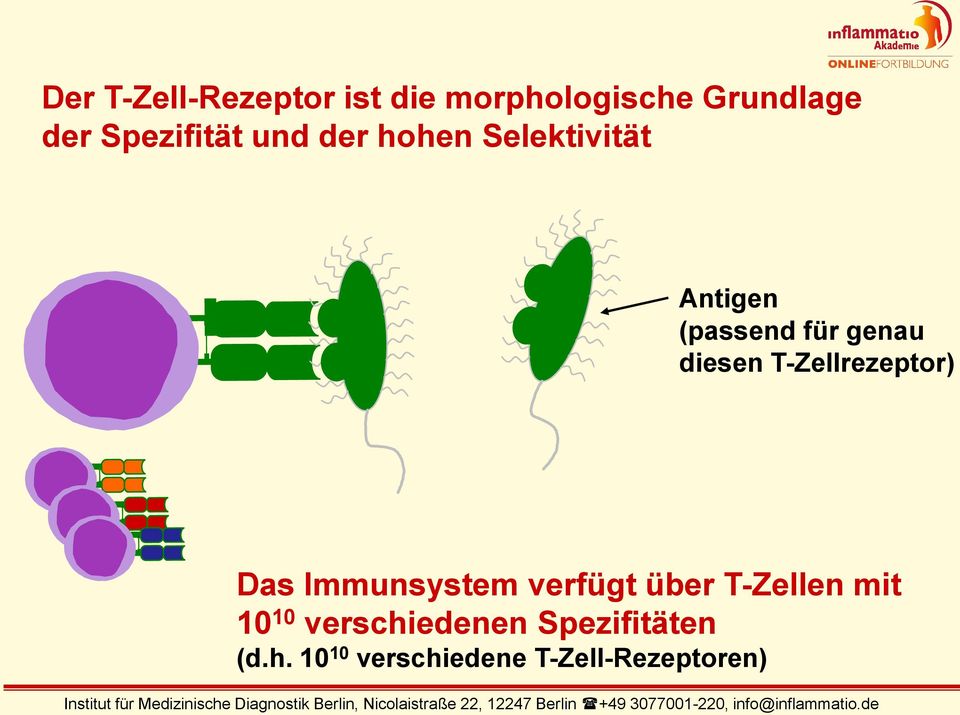 de Der T-Zell-Rezeptor ist die morphologische Grundlage der Spezifität und der hohen