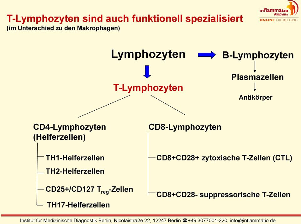 B-Lymphozyten Plasmazellen Antikörper CD4-Lymphozyten (Helferzellen) TH1-Helferzellen TH2-Helferzellen CD25+/CD127