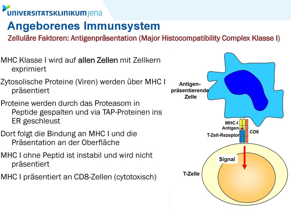 durch das Proteasom in Peptide gespalten und via TAP-Proteinen ins ER geschleust Dort folgt die Bindung an MHC I und die