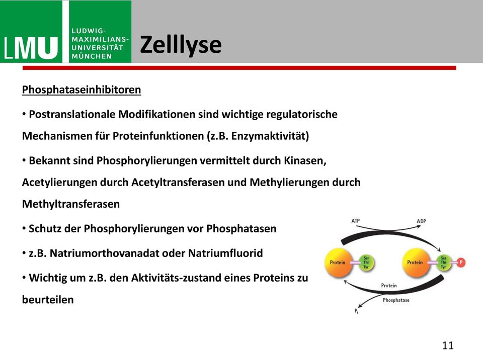 Enzymaktivität) Bekannt sind Phosphorylierungen vermittelt durch Kinasen, Acetylierungen durch Acetyltransferasen