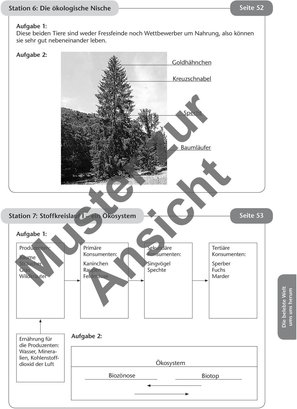 Goldhähnchen Station 7: Stoffkreislauf I ein Ökosystem Seite 53 Produzenten: Bäume Sträucher Gras Wildkräuter Primäre Konsumenten: