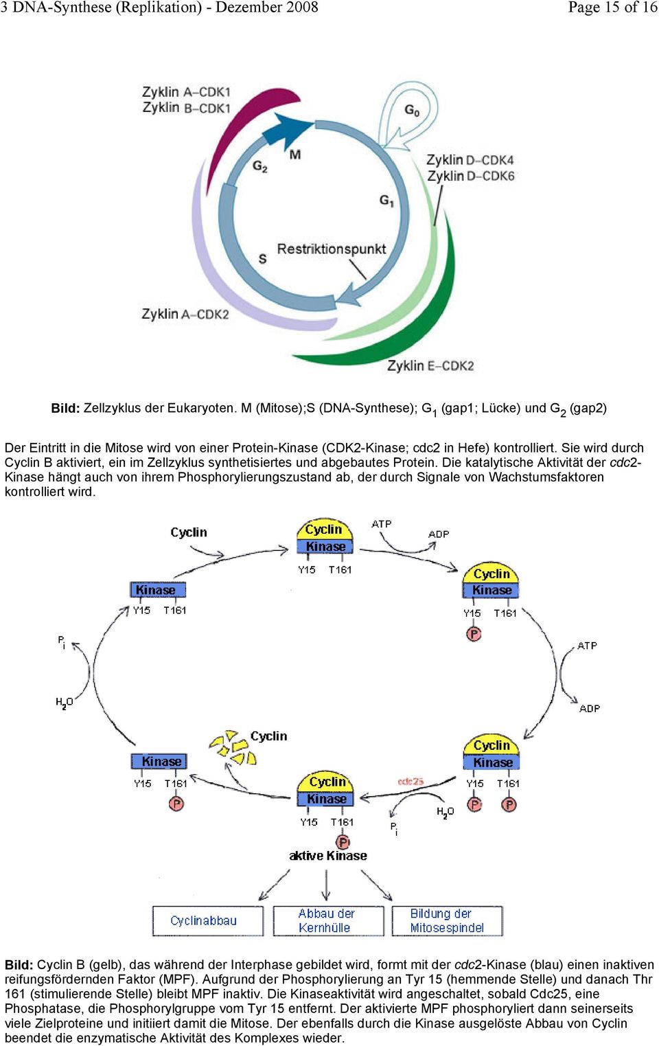 Sie wird durch Cyclin B aktiviert, ein im Zellzyklus synthetisiertes und abgebautes Protein.
