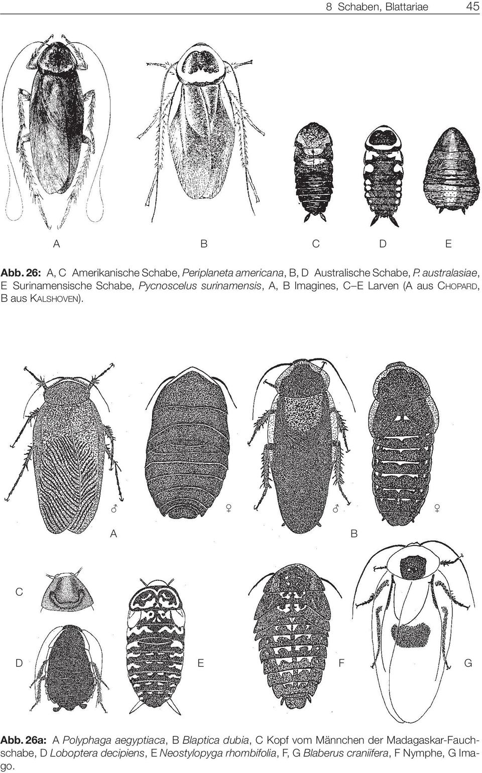 australasiae, E Surinamensische Schabe, Pycnoscelus surinamensis, A, B Imagines, C E Larven (A aus CHOPARD, B aus