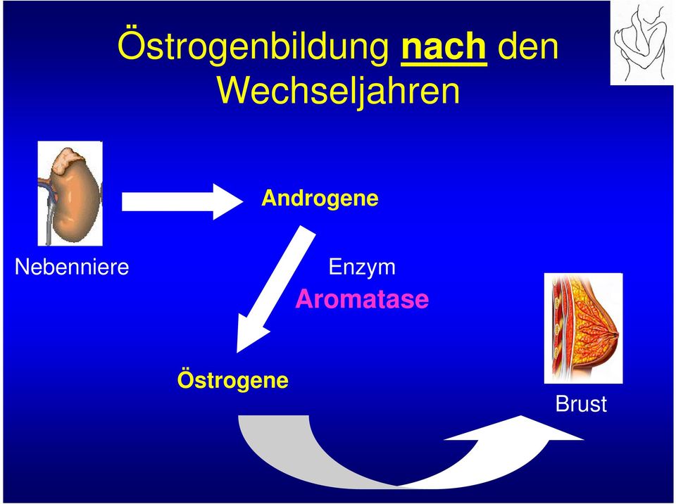Androgene Nebenniere