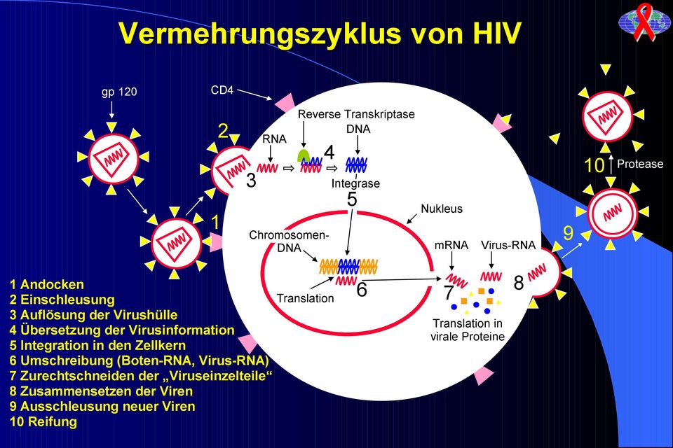Virusinformation 5 Integration in den Zellkern 6 Umschreibung (Boten-RNA, Virus-RNA) 7 Zurechtschneiden der