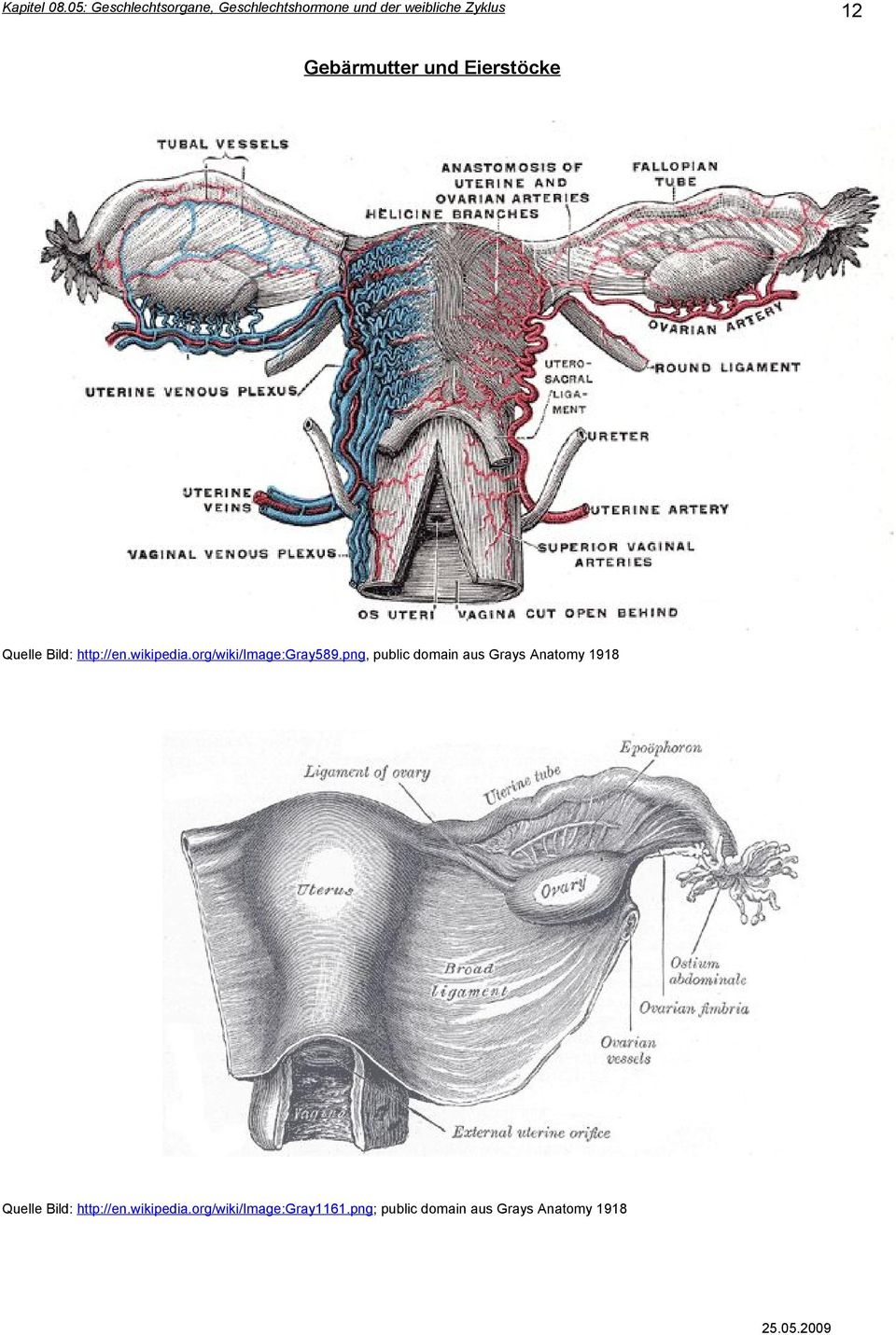 png, public domain aus Grays Anatomy 1918 Quelle Bild: