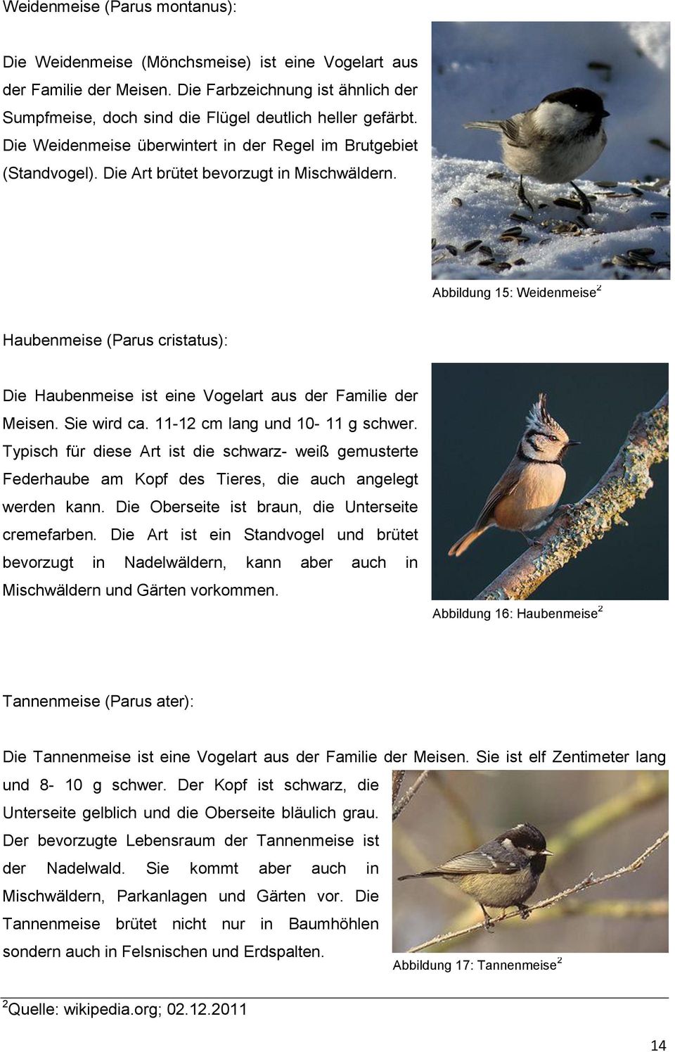 Abbildung 15: Weidenmeise 2 Haubenmeise (Parus cristatus): Die Haubenmeise ist eine Vogelart aus der Familie der Meisen. Sie wird ca. 11-12 cm lang und 10-11 g schwer.