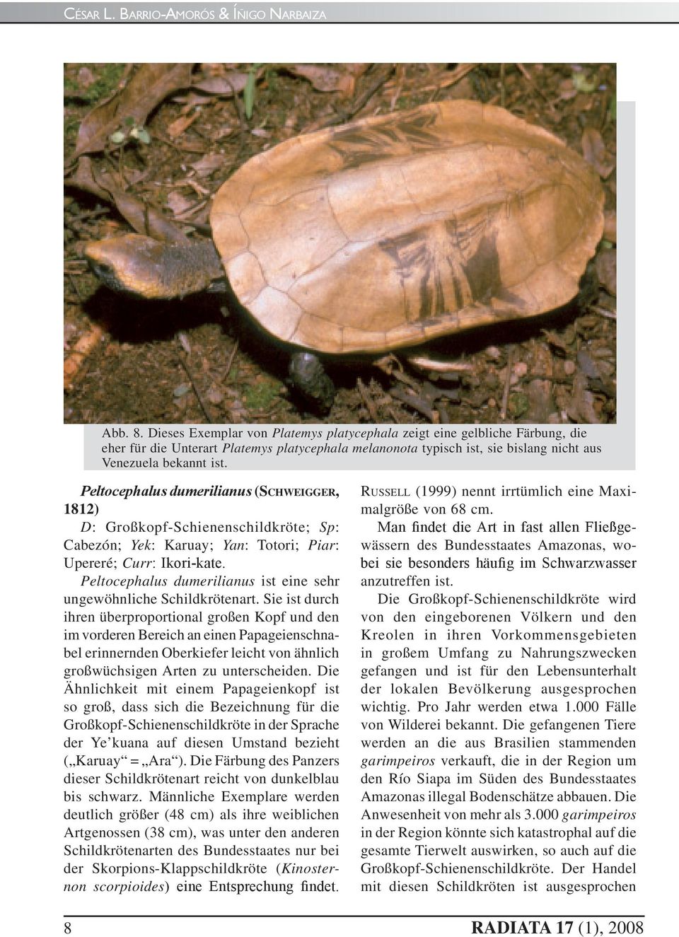 Peltocephalus dumerilianus ist eine sehr ungewöhnliche Schildkrötenart.