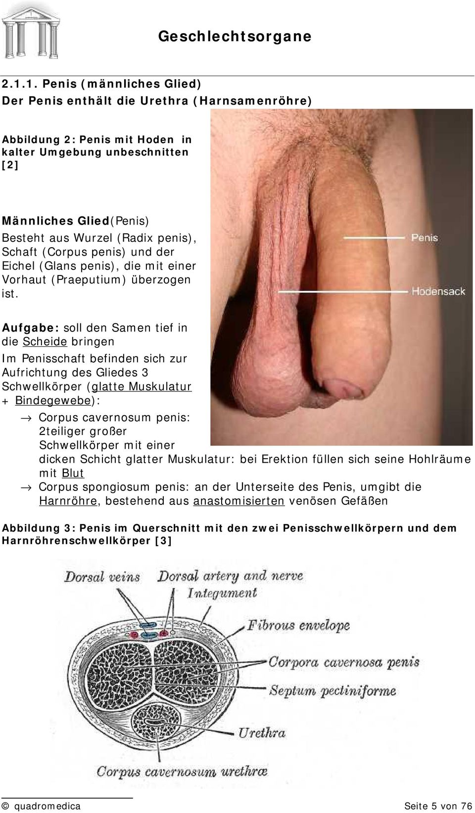 Penis unbeschnitten