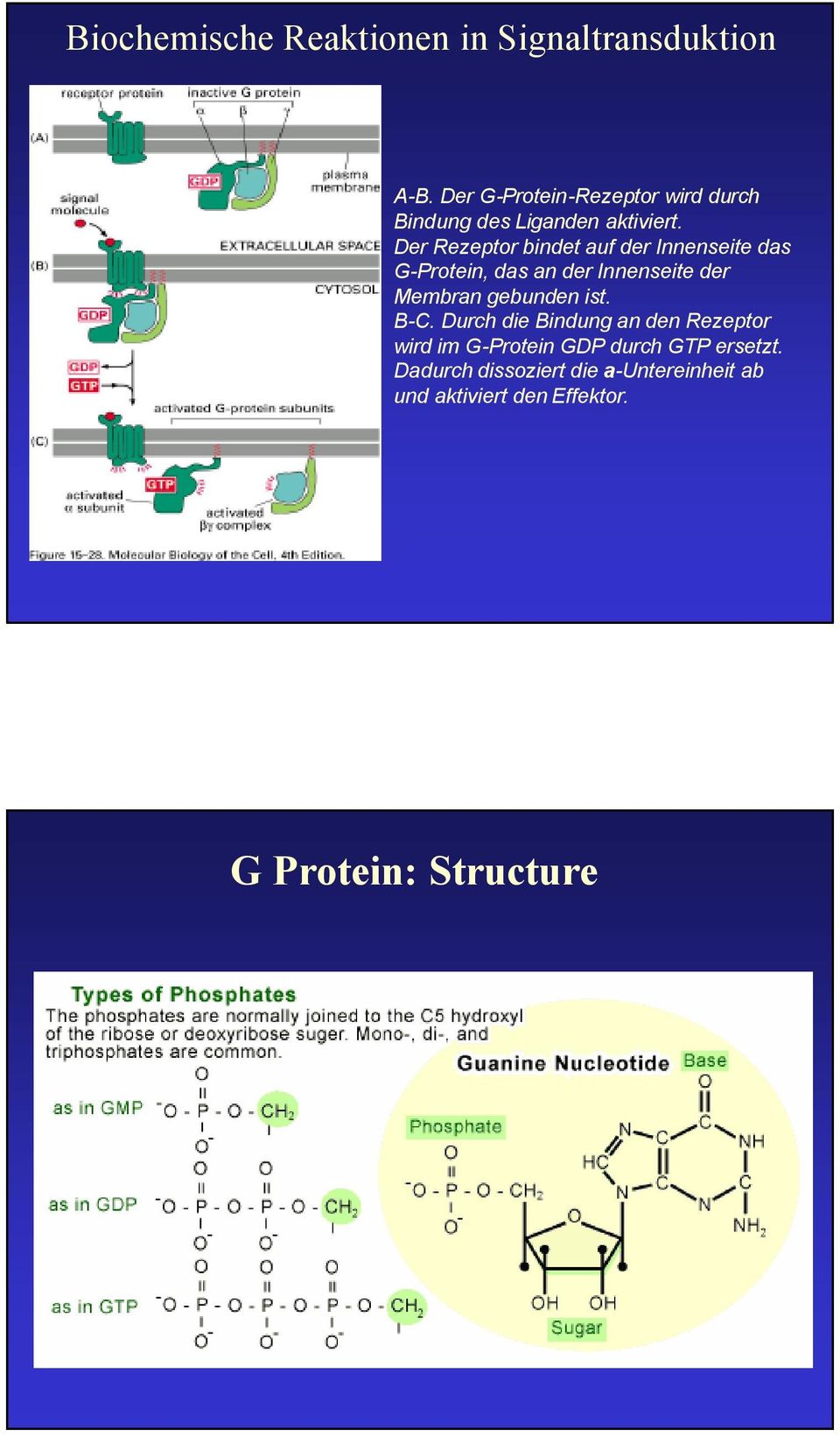 Der Rezeptor bindet auf der Innenseite das G-Protein, das an der Innenseite der Membran gebunden