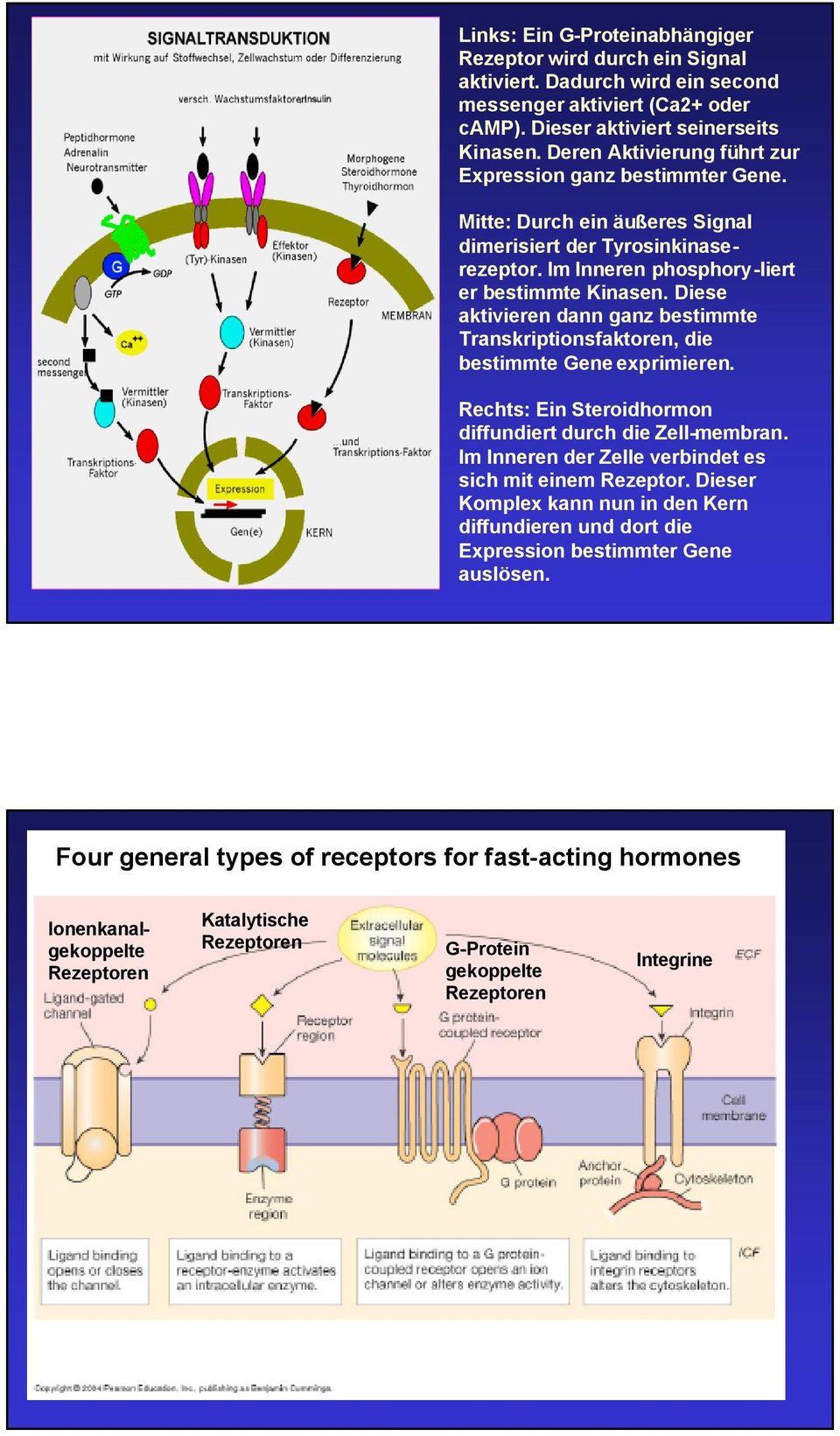 Diese aktivieren dann ganz bestimmte Transkriptionsfaktoren, die bestimmte Gene exprimieren. Rechts: Ein Steroidhormon diffundiert durch die Zell-membran.