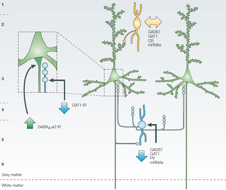 Histophathologische Veränderungen kortikaler GABAerger Interneurone GAD67 : glutamic acid decarboxylase GAT1: