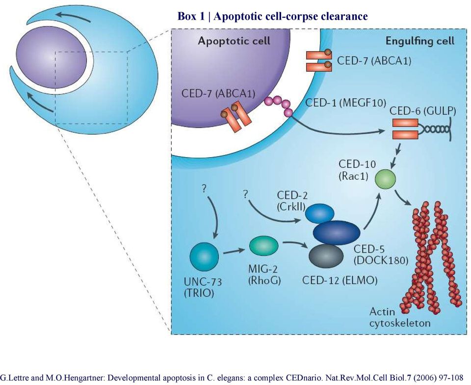 Hengartner: Developmental apoptosis in C.