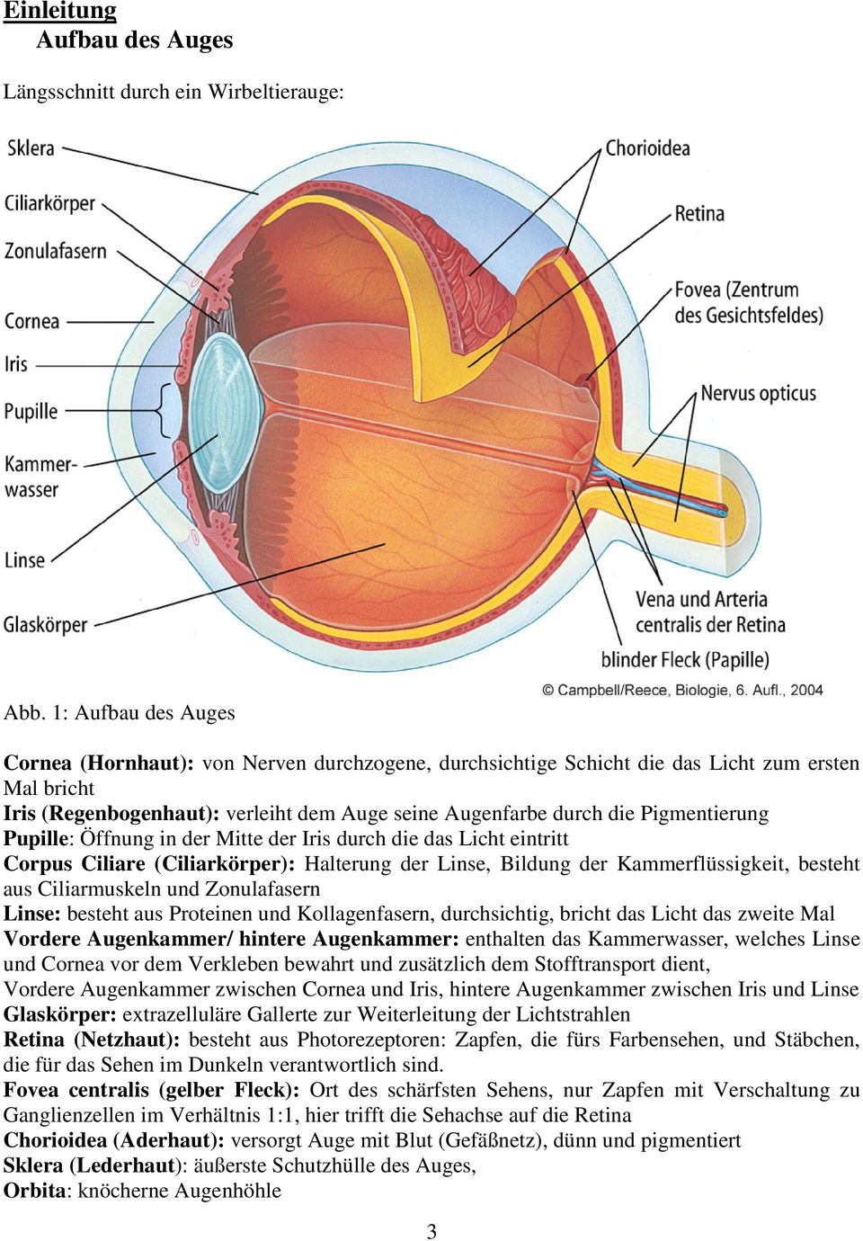 Pigmentierung Pupille: Öffnung in der Mitte der Iris durch die das Licht eintritt Corpus Ciliare (Ciliarkörper): Halterung der Linse, Bildung der Kammerflüssigkeit, besteht aus Ciliarmuskeln und