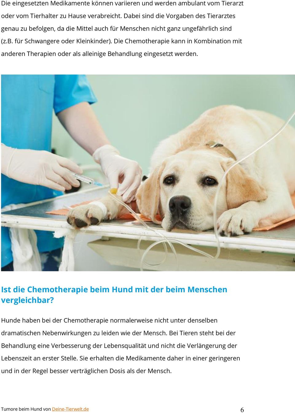 Die Chemotherapie kann in Kombination mit anderen Therapien oder als alleinige Behandlung eingesetzt werden. Ist die Chemotherapie beim Hund mit der beim Menschen vergleichbar?