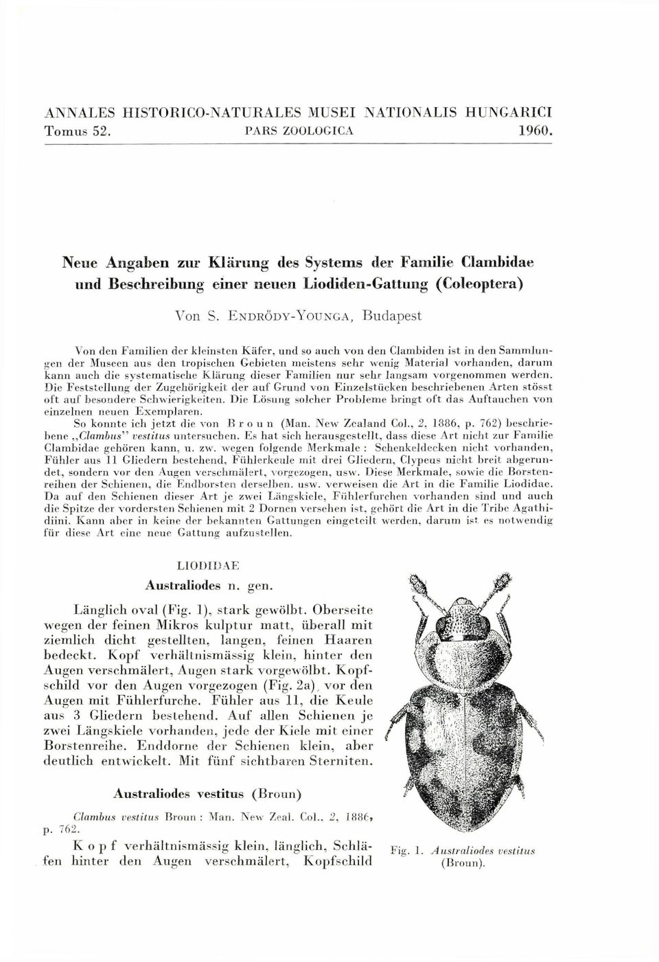 ENDRÖDY-YOUNGA, Budapest Von den Familien der kleinsten Käfer, und so auch von den Clambiden ist in den Sammlungen der Museen aus den tropischen Gebieten meistens sehr wenig Materia] vorhanden, darum