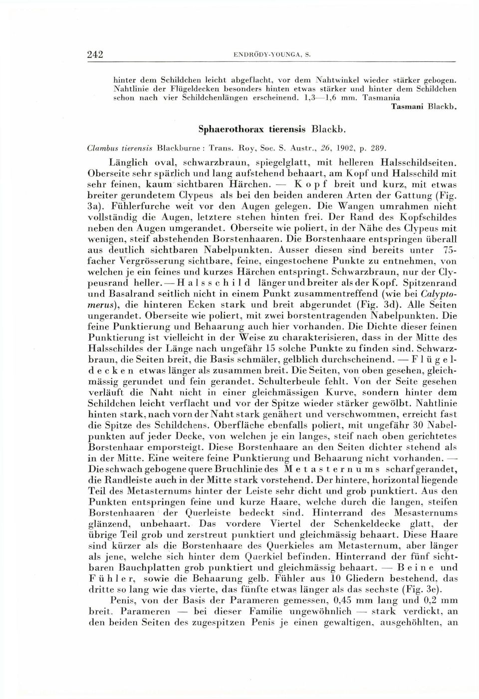 T a s m a n i a Tasmani Blackb. Sphaerothorax tierensis Blackb. Clambus tierensis Blackburne : Trans. R o y, Soc. S. A u s t r., 26, 1902, p. 289.
