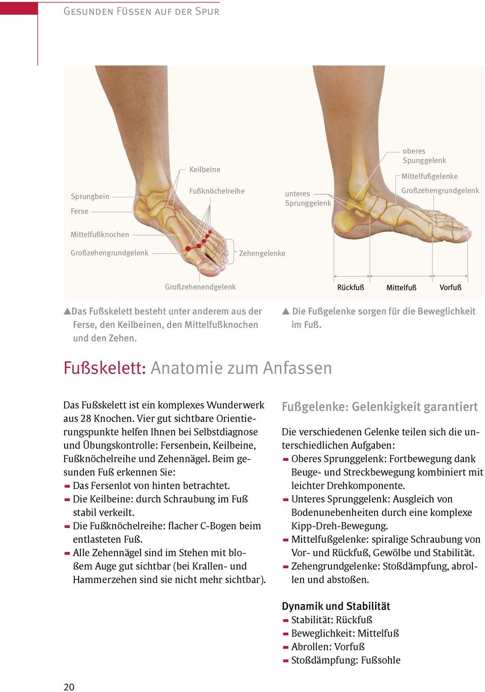Rückfuß Mittelfuß Vorfuß G Die Fußgelenke sorgen für die Beweglichkeit im Fuß. Fußskelett: Anatomie zum Anfassen Das Fußskelett ist ein komplexes Wunderwerk aus 28 Knochen.